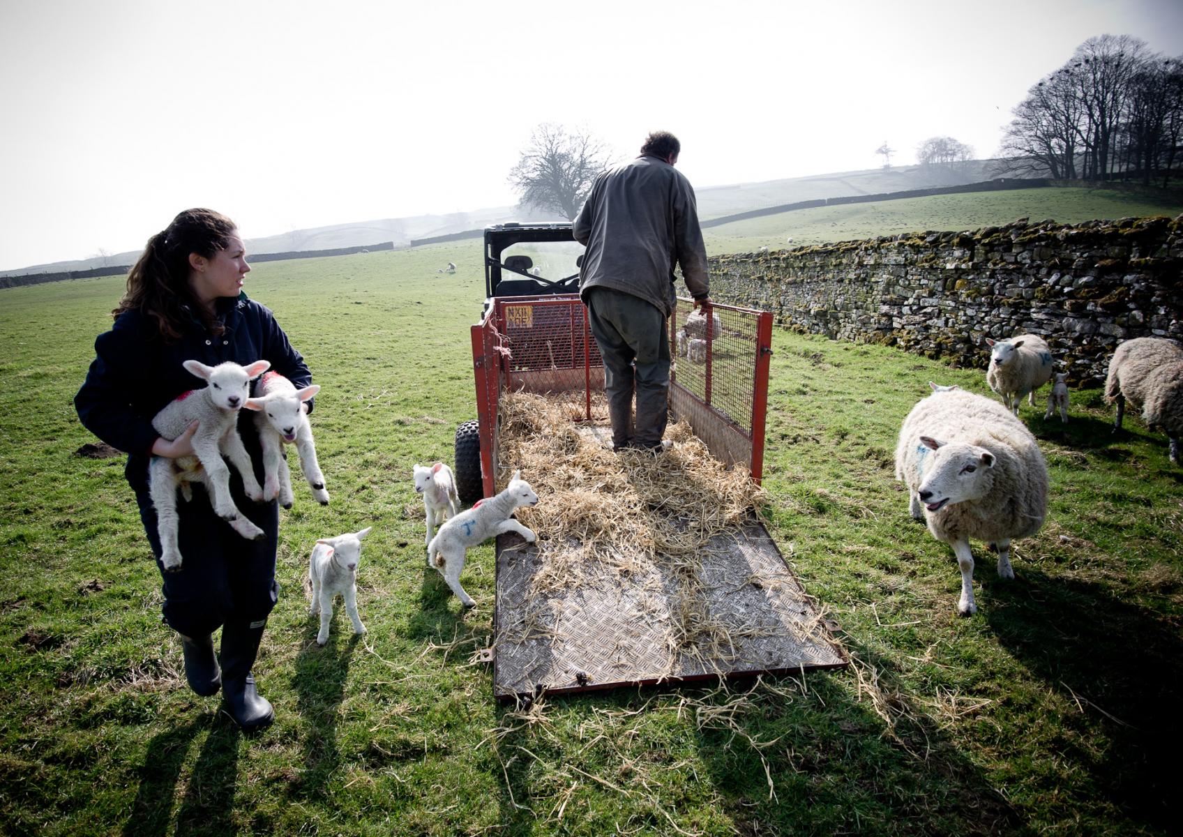 Becky Vallis and Richard Mudd lambing at Manor Farm